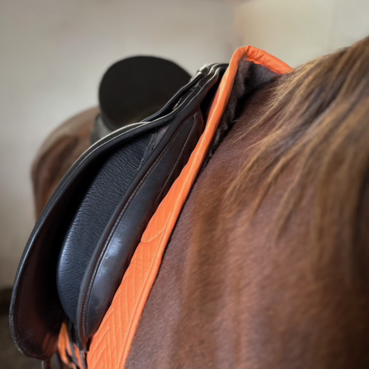 saddle pad withers freedom dressage